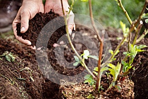 Closeup, male hands holding soil or mulch, blackberry plant beside