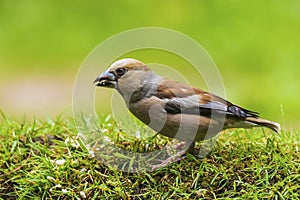 Closeup of a male hawfinch Coccothraustes coccothraustes songbird perched in a forest
