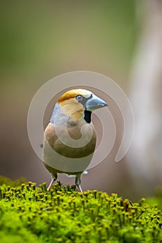 Closeup of a male hawfinch Coccothraustes coccothraustes songbird perched in a forest