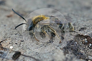 Closeup of a male of the Heather mining bee , Andrena fuscipes