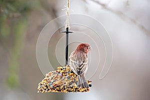 Closeup of a male house finch perched on a bell shaped birdseed feeder