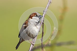 Closeup of a male House Sparrow bird passer domesticus foragin