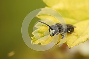 Closeup on a male hyaline spatulate-masked bee, Hylaeus hyalinatus sitting on wood