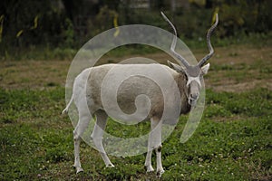 Closeup of male Impala