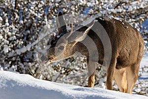 Closeup of male Kaibab deer mule deer with antlers feeding in winter. Plants and snow in background.