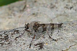 Closeup on a Male Kite-tailed, Robberfly, Tolmerus atricapillus sitting on a gray stone