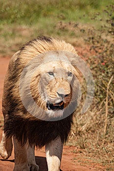 Closeup of male Lion