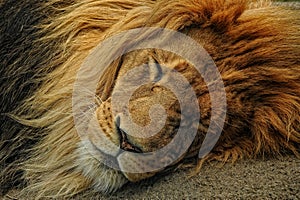 Closeup of Male Lion