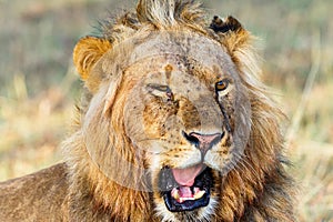 Closeup of a male lion that roars