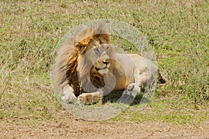 Closeup of a male Lion