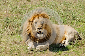 Closeup of a male Lion