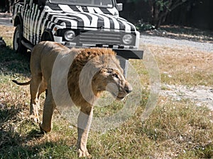 Close up Male Lion Walking on The Field