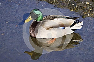Closeup of a male mallard duck with vivid plumage and it& x27;s reflection.