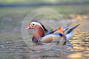 Closeup male mandarin duck