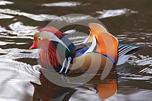 Closeup male mandarin duck (Aix galericulata) swimming,