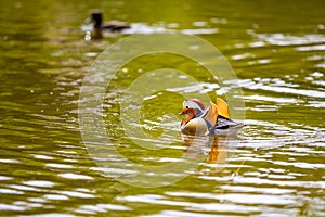 Closeup male mandarin duck or Aix galericulata swimming in Prague