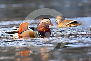 Closeup male mandarin duck Aix galericulata swimming on the water with reflection. A beautiful bird living in the wild.