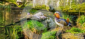 Closeup of a male mandarin duck standing at the water side, tropical bird from Asia