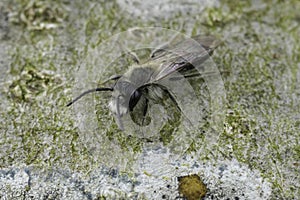 Closeup on a male Mellow minder mining bee, Andrena mitis sitting on wood