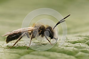 Closeup on a male Mellow minder solitary bee, Andrena mitis sitting on a green leaf