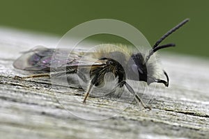Closeup on a male of the Mellow miner mining bee, Andrena mitis sitting on wood