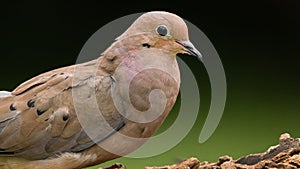 Closeup of a Male Mourning Dove