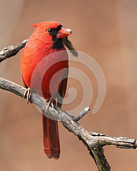Closeup of male northern cardinal