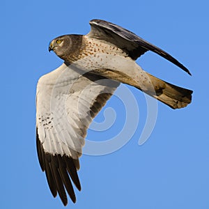 Closeup of male northern harrier in flight with wing extended