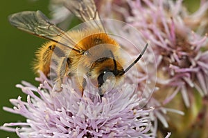 Closeup of a male Pantaloon bee, Dasypoda hirtipes,  on a purple thistle