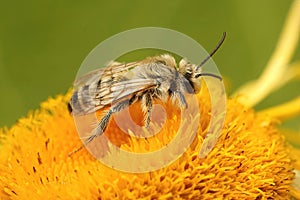 Closeup on a male of the pantaloon bee or hairy-legged mining bee, Dasypoda hirtipes