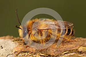 Closeup of a male of the pantaloon bee or hairy-legged mining bee, Dasypoda hirtipes on a piece of wood