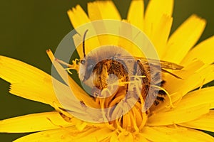 Closeup of a male of the pantaloon bee or hairy-legged mining bee, Dasypoda hirtipes on a yellow Hawkweed, Hieracium