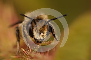 Closeup of a male Patchwork leafcutter bee, Megachile centuncularis