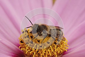 Closeup on a male Patchwork leafcutter bee, Megachile centuncularis on a pink Cosmos bipennatus flower