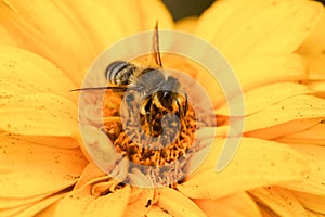 Closeup on a male Patchwork leafcutter bee, Megachile centuncularis, on a yellow flower