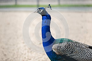 Closeup of male peacock head with blue feathers