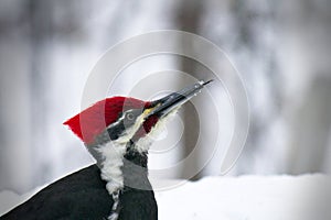 Male pileated woodpecker dryocopus pileatus with tongue sticking out photo