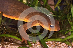 Closeup on a male, poisonous Californian Rough skinned newt, Taricha granulosa