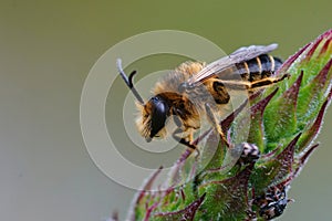 Closeup of a male of the purple loosestrife bee, Melitta nigricans