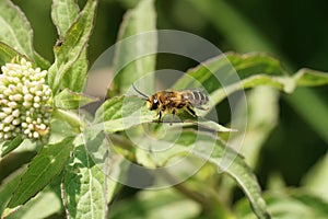 Closeup on a male purple loosestrife bee, Melitta nigricans sitting on a green leaf