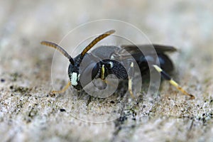 Closeup on a male of the rare and endangered punctate spatulate-masked bee, Hylaeus punctatus , found in Belgium photo