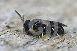 Closeup on a male of the rare and endangered punctate spatulate-masked bee, Hylaeus punctatus , found in Belgium photo