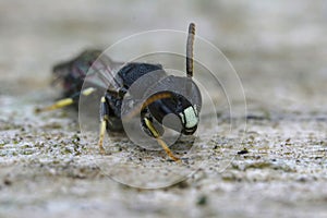 Closeup on a male of the rare and endangered punctate spatulate-masked bee, Hylaeus punctatus , found in Belgium photo