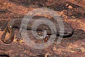 Closeup of a male of the rare and endangered Vietnamese crocodile newt or Vietnamese knobby ,  Tylototriton vietnamensis