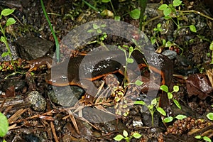 Closeup on a male Rough-skinned newt, Taricha granulosa in Northern California photo