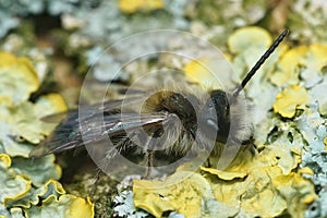 Closeup on a male sallow mining bee , Andrena praecox, sitting on a lichen covered tree