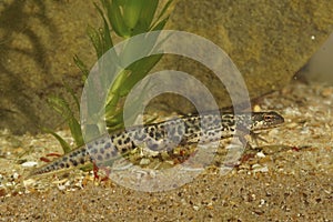 Closeup on a male of the small Italian newt, Lissotriton italicus