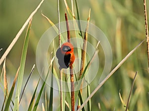 Closeup of a male southern red bishop on reed. Euplectes orix.