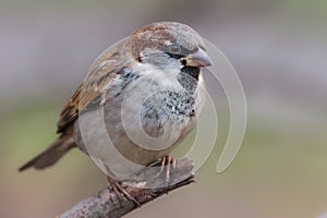 Closeup of a male sparrow in breeding plumage