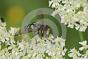 Closeup on a male Triangular Lucent swafly, Didea alneti on a white Heracleum sphondylium flower